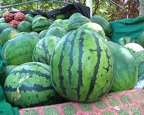 新疆大瓜好吃吗怎么吃视频,视频揭秘最佳食用方法