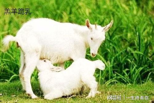 小羊的吃瓜视频下载,趣味横生的美食之旅