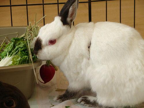 兔子吃西湖瓜吗好吗视频,兔子品尝西湖瓜果的趣味瞬间