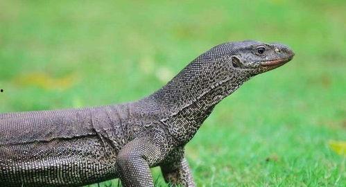 吃瓜印度巨蜥视频,惊心动魄的生态奇观