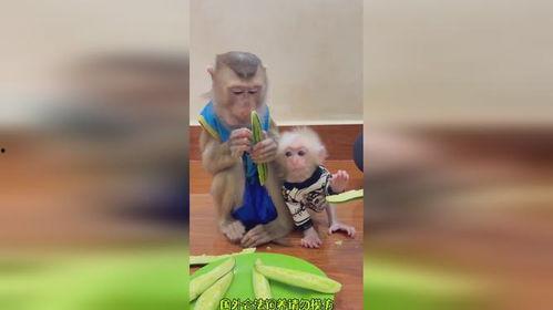 猴哥跟狗宝宝吃瓜视频,萌态十足引网友热议