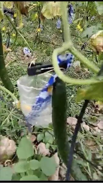 保定东湖吃瓜事件视频,一场引发热议的网络视频风波