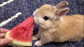 一只兔子直播间吃瓜视频,萌态百出引网友热议