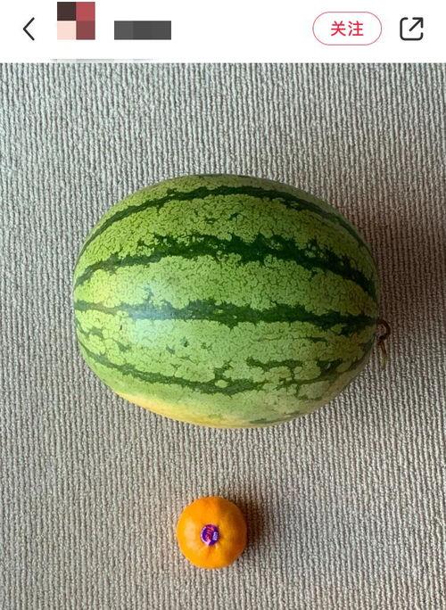 外国人吃蜜瓜视频大全,外国人品尝蜜瓜视频大盘点