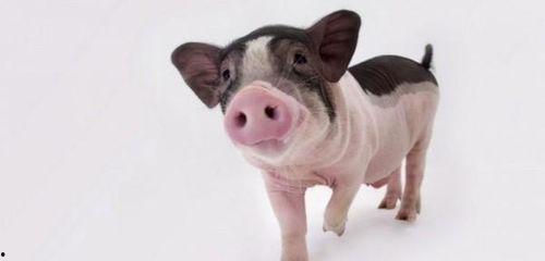 小猪吃哈米瓜视频播放大全,欢乐视频大全集锦