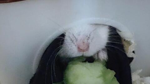 小仓鼠吃瓜的视频,萌宠小仓鼠欢乐吃瓜瞬间