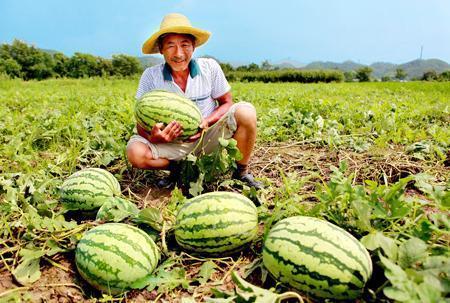 微山二路吃瓜事件视频,一场引发热议的网络风波