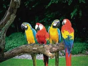 鹦鹉可以吃葫芦瓜吗视频,鹦鹉的美食探索之旅