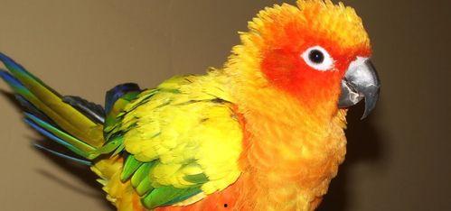 鹦鹉可吃赖瓜吗视频教程,赖瓜的食用教程解析